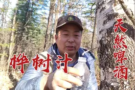 春季采山是不用带水的，割开桦树皮就有新鲜饮料可喝，黑龙江伊春视频封面