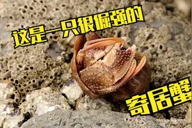 纹铭赶海：怎么能让寄居蟹出来，还真的是涨知识了