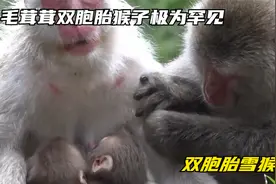 猴子妈妈保护双胞胎猴宝宝不受伤害，毛茸茸双胞胎雪猴极为罕见视频封面