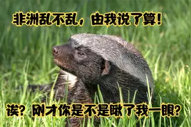 男人不小心踢它一脚，居然被它追了几公里！蜜獾这脾气也太犟了吧视频封面