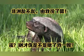 男人不小心踢它一脚，居然被它追了几公里！蜜獾这脾气也太犟了吧视频封面