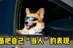 柯基把自己“当人”的表现，你家狗中招了吗？视频封面