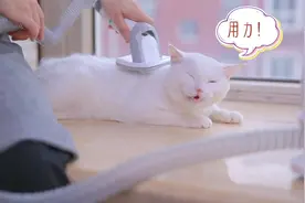 打造居家精致小猫咪~毛妈妈帮你视频封面