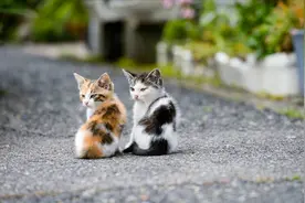 猫咪得了猫鼻支怎么办