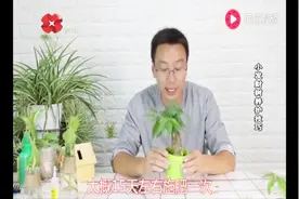 最多一星期浇一次！小发财树不喜水，施肥技巧你知道吗？视频封面