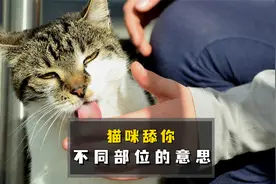 猫咪舔你是什么意思？不同部位意思可不一样视频封面