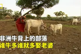 非洲硬核的波科特族，娶老婆彩礼要20头牛，牛多的还可以多娶！视频封面