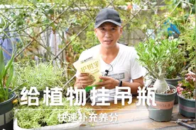 给植物打吊瓶，小拇指粗的针头插进去，快速补充养分视频封面