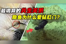 最诡异的共生关系：螃蟹霸占海龟的屁股，隐鱼最喜欢钻肛门！视频封面