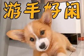 小柯基完美诠释了什么叫做游手好闲，无所事事！视频封面