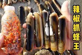 《环球探海记》阿曼 第44天：首次挑战用辣椒水抓蛏王，结果惊人