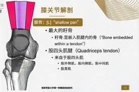 【干货】膝关节解剖结构教学，放射专科人员必看！视频封面