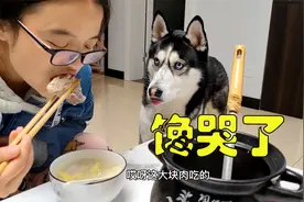 主人吃排骨让狗狗看着，二哈馋得直流口水，眼巴巴的太可爱了视频封面