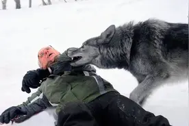 男子救下一只小狼，多年后狼认出了他，并进行报恩视频封面