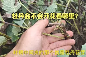 牡丹为什么光长叶不开花？一招教你怎么分辨牡丹花会不会开花视频封面