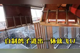 李老师给鸽子开家（三）：自制进出一体放飞口，还带防黄鼠狼设计