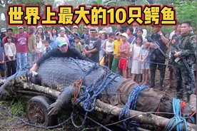 狂吃300人！这样的鳄鱼大到难以想象，盘点10只世界上最大的鳄鱼视频封面