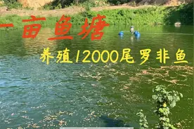 老林高密度养殖，一亩鱼塘放12000尾罗非鱼，养大再喂脆肉罗非视频封面