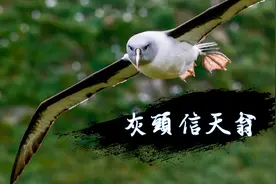 灰头信天翁雏鸟与成鸟之间的亲情纽带，全靠鸟窝来建立离窝就不认视频封面