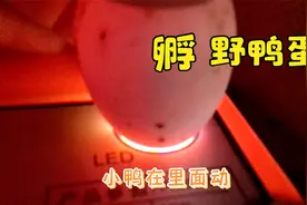 野鸭蛋孵化第10天，今天来看看有什么变化视频封面