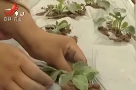 栽培白玉春萝卜，间苗定苗有讲究，肥水管理很重要具体该怎么做呢视频封面