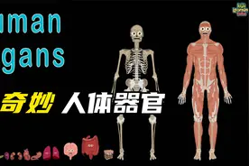 奇妙人体器官，哪个部位没了也能活？视频封面