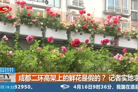 成都二环高架上的鲜花是假的？记者实地求证视频封面