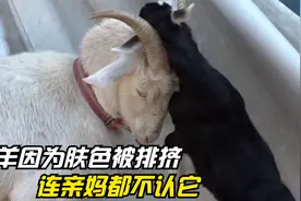 小羊肤色太黑被妈妈嫌弃，出生一个月都没喝上奶水，还被族群排挤