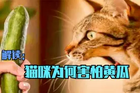 解读猫咪为何害怕黄瓜，切莫拿你家猫做这个实验喔视频封面