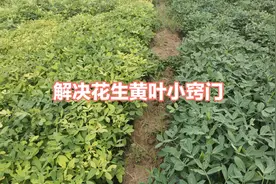 花生黄叶不用怕，喷点含铁叶面肥，专治黄叶，一周叶片就能变绿视频封面