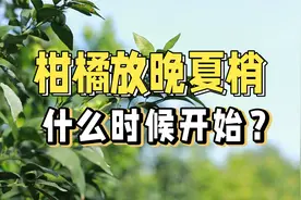 柑橘放晚夏梢，什么时候开始？