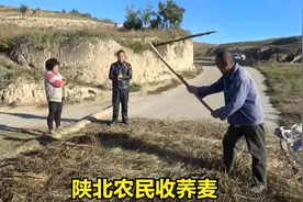 陕北秋收用连枷打荞麦，地上的荞麦籽厚厚铺一层，农民喜上眉梢视频封面