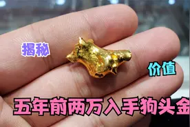 五年前在朋友那入手狗头金现在价值如何？狗头金是啥？小闫揭秘视频封面