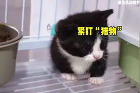 黑猫警长开始练习抓耗子啦！视频封面