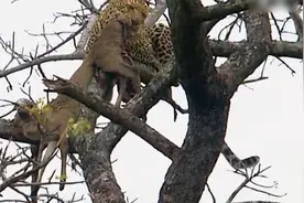 豹子跨领地抢食物，反被狮子盯上，吓得趴在树上瑟瑟发抖视频封面