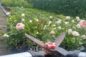 月季小苗上盆正确方法，剪刀不能少，咔咔一顿剪，后期冠幅好视频封面