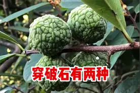 你可能不知道，珍贵植物穿破石也有两种，作用厉害了，遇到挖一些视频封面