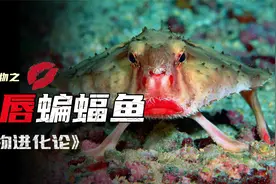 红唇蝙蝠鱼为啥长一副女人般的烈焰红唇，达尔文生物进化找到证据视频封面
