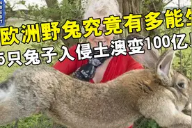 欧洲野兔究竟有多能生？5只兔子入侵土澳变100亿只，为何没人吃？视频封面