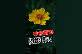 你会玩苹果手机的 #摄影模式 吗？#拍花技巧  #苹果拍照 视频封面