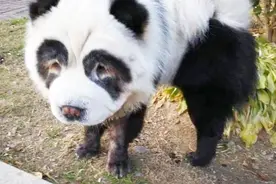 将狗染色成熊猫收费1500元  这事你咋看？视频封面