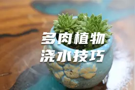 园艺师教你养多肉如何浇水，这可能是关于多肉，最全面的浇水教程视频封面