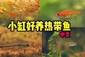 小缸热带鱼推荐 好养又漂亮的小型热带鱼视频封面