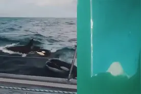 英国船员海上遭30头虎鲸围攻两小时 专家：船员疑遭虎鲸复仇！视频封面