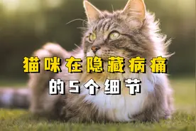 猫咪在隐藏病痛的5个细节，铲屎官一定要注意！