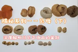 揭秘系列——贝母（下）：深度解析川贝正伪品的鉴别视频封面