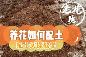 养花如何配土？配土需要些什么？配土实战教学。视频封面