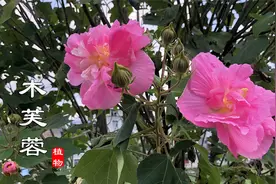 路边常见“木芙蓉”不简单,它有5种厉害的用途，好多人还不知道视频封面