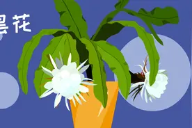 为什么昙花只在夜间开花？