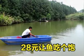 小邓山里养鱼有妙招，这么大的鱼塘，只需花28元就能让鱼吃一个月视频封面